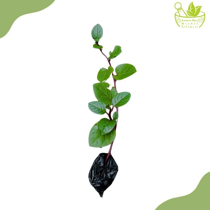 

Terlaris Tanaman Herbal Daun Binahong Merah/Gendola Merah