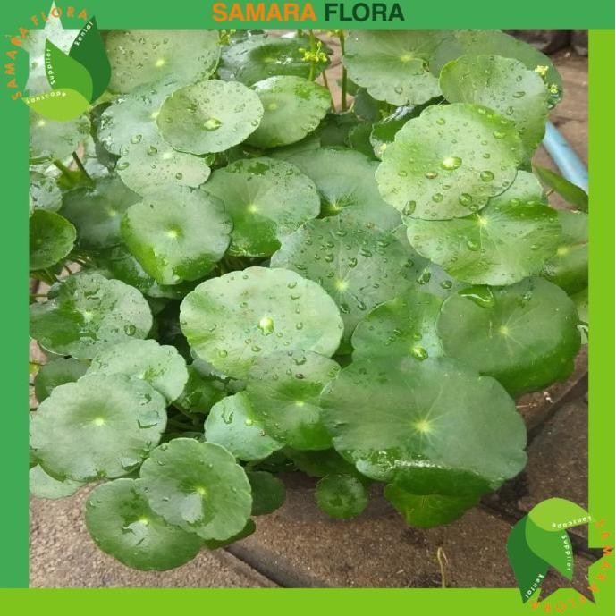 

Terlaris Tanaman Pegagan / Bibit Tanaman Hias Air Obat Saraf Herbal