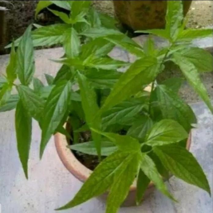 

Terlaris Bibit Daun Belalai Gajah Tanaman Herbal