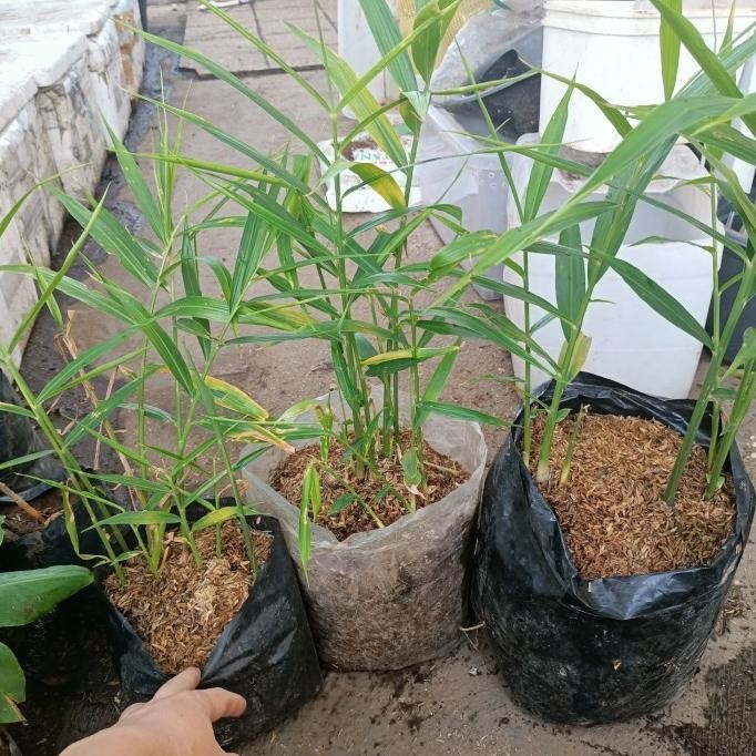 

Terlaris Tanaman Jahe Merah, Bibit Pohon Jahe Merah, Tanaman Herbal