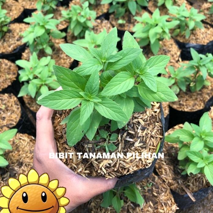 

Terlaris Bibit Tanaman Peppermint Rimbun Tanaman Herbal