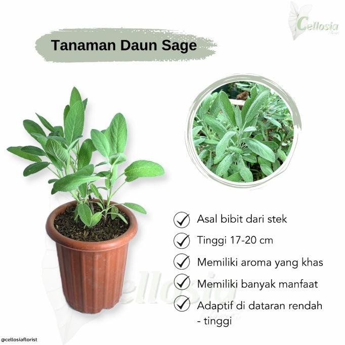 

Terlaris Tanaman Herbal / Rempah Daun Sage