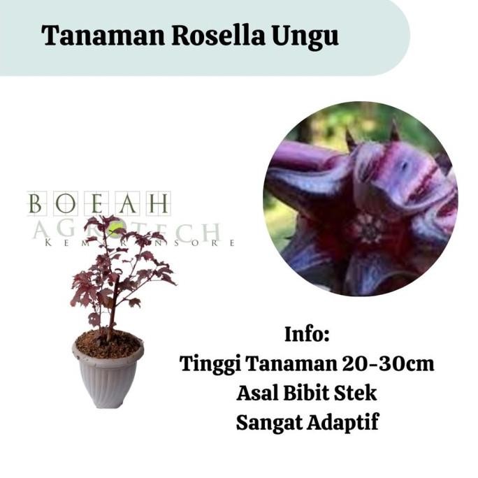 

Terlaris Bibit Rosela Ungu/Rosella Ungu/ Tanaman Herbal Rosela Ungu