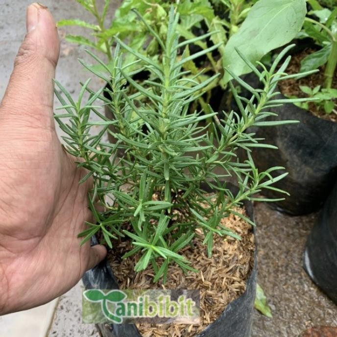 

Terlaris Bibit Tanaman Rosemary (Obat Herbal)