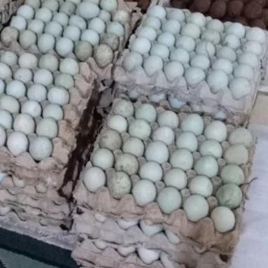 

Terlaris Telor Telur Bebek Mentah Segar