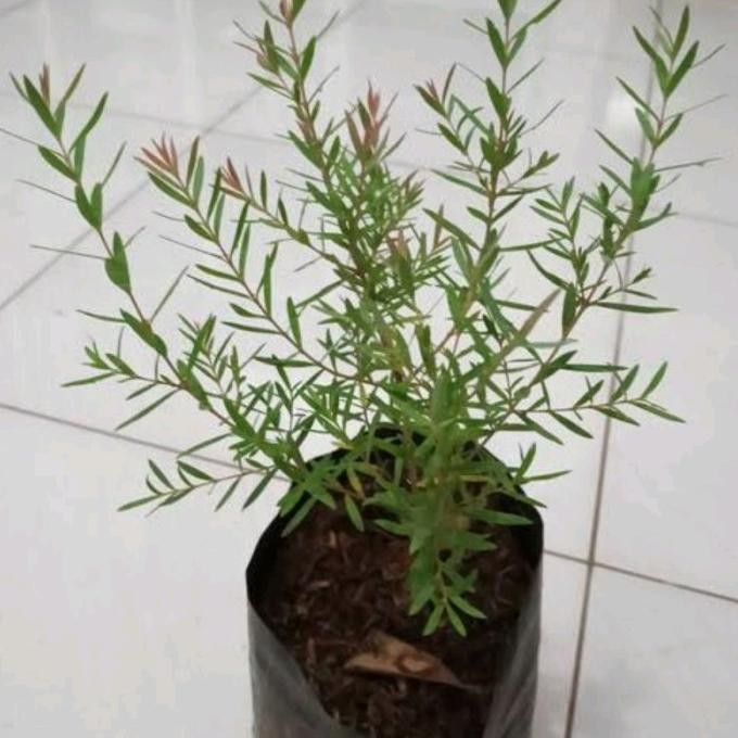 

Terlaris Tanaman Herbal Kayu Putih