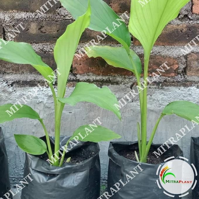 

Terlaris Bibit Pohon Kunyit Kuning - Tanaman Umbi Kunir Kuning - Tanama Herbal
