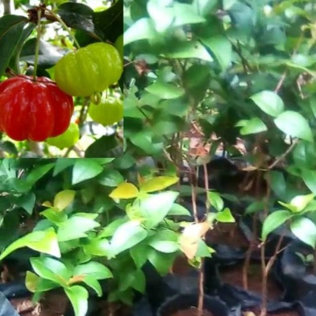 

Terlaris Bibit Dewandaru 1 Meter // Dewondaru // Tanaman Herbal