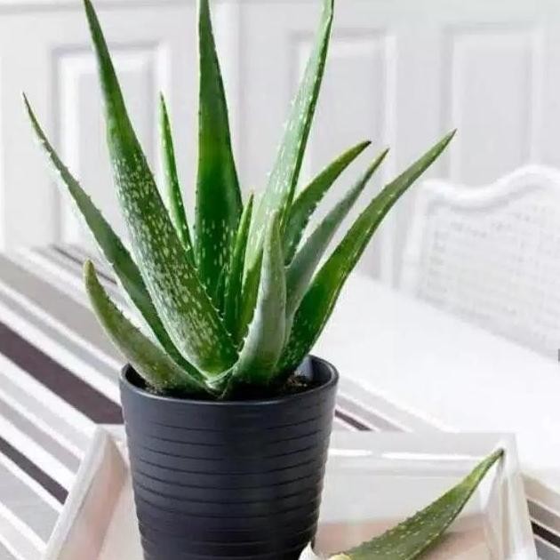 

Terlaris Tanaman Herbal Lidah Buaya - Aloevera