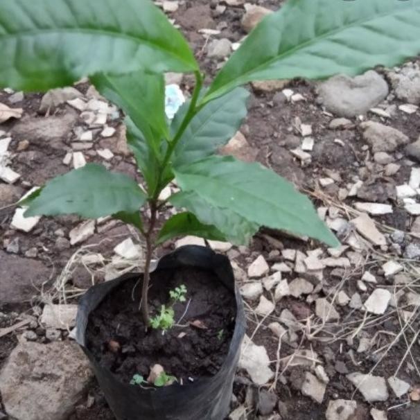 

Terlaris Bibit Tanaman Pohon Teh Hijau/Bibit Tanaman Herbal Pohon Teh