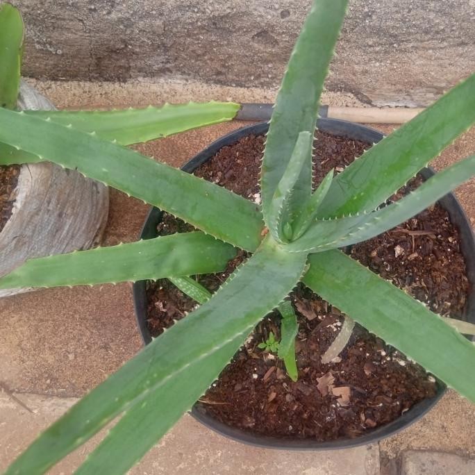 

Terlaris Tanaman Herbal Lidah Buaya Jenis Barbadensis