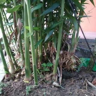 

Terlaris Bibit Tanaman Herbal Bangle / Panglai