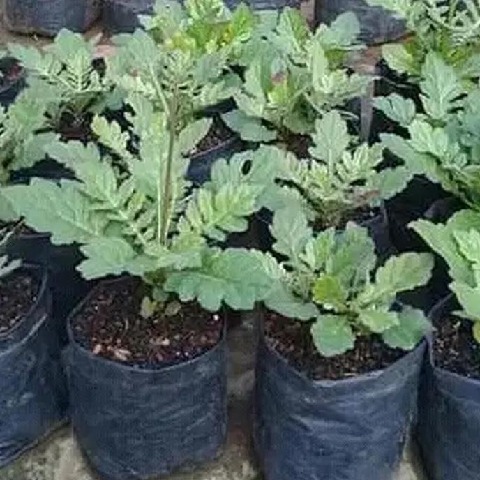 

Terlaris Bibit Dewa Tanaman Obat Herbal Bibit Daun Dewa Tanaman Herbal