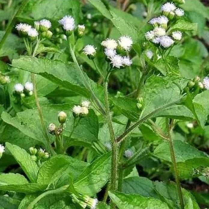 

Terlaris Tanaman Herbal Bandotan Babandotan