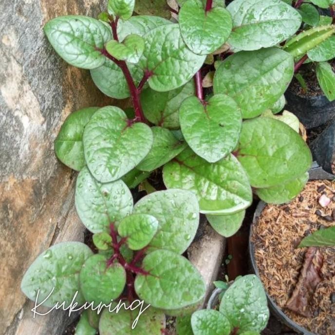 

Terlaris Bibit Benih Binahong Merah - Tanaman Herbal Daun Binahong Merah