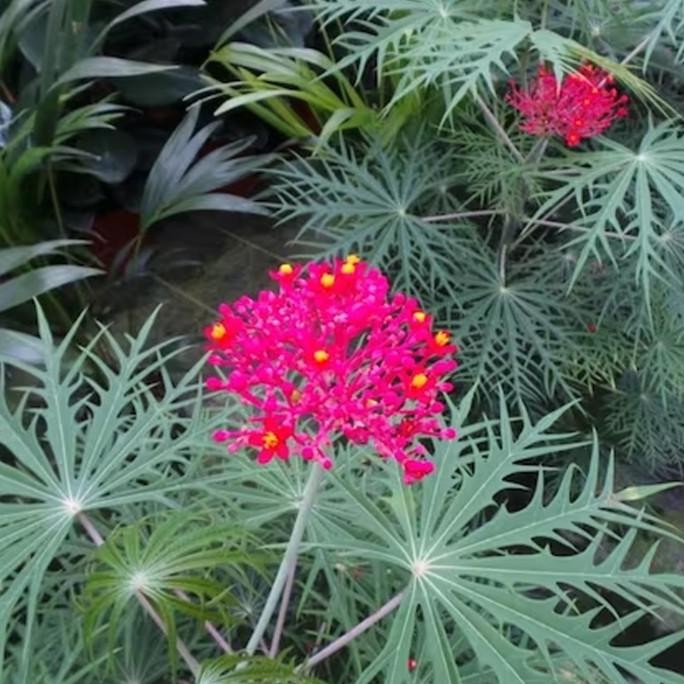 

Terlaris Red Betadine | Coral Plant Jatropha Multifida Tanaman Herbal