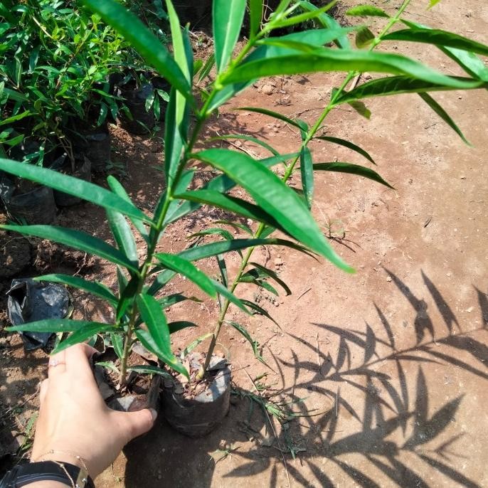 

Terlaris Bibit Tanaman Mahkota Dewa Super Unggul Tanaman Herbal Untuk Pengobata