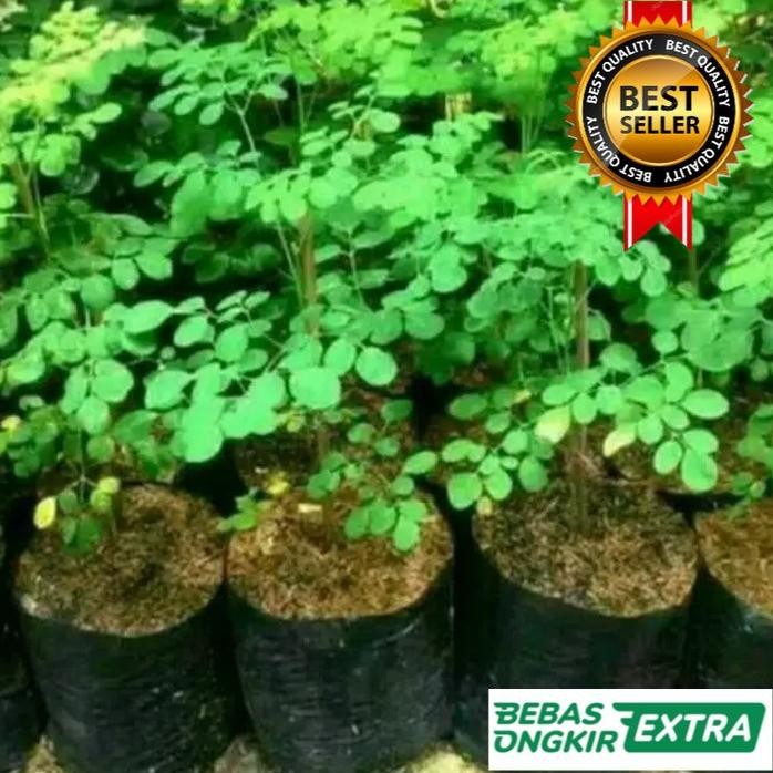 

Terlaris Bibit Tanaman Herbal Kelor Pohon Kelor Tinggi 30-40 Cm
