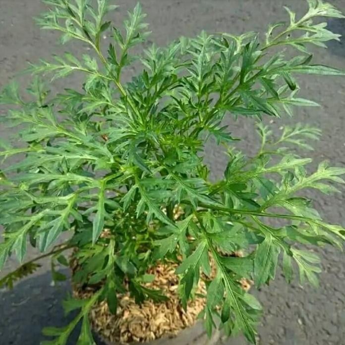 

Terlaris Bibit Tanaman Kenikir - Sayur Herbal Kenikir