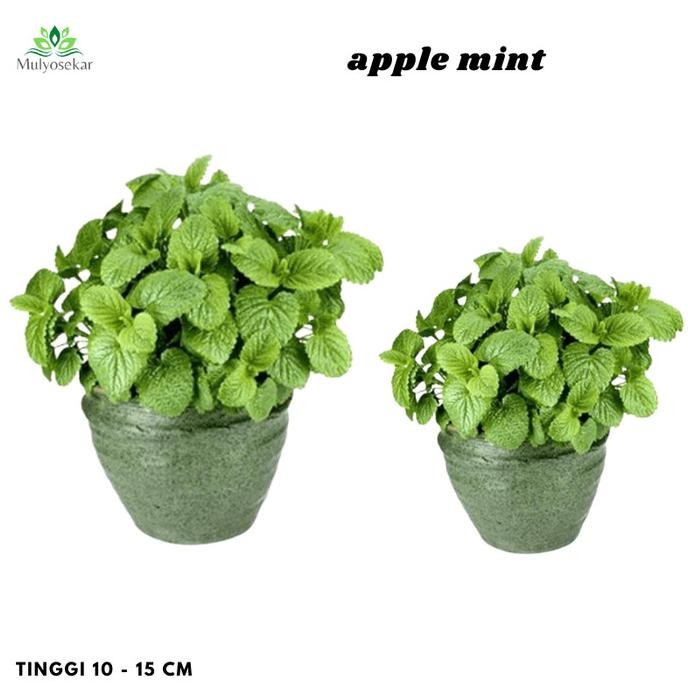 

Terlaris Tanaman Herbal Dan Rempah Daun Apple/Apel Mint