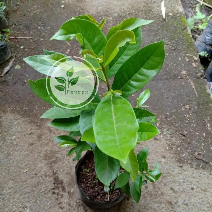 

Terlaris Promo Bibit Tanaman Salam Sayur/Pohon Daun Salam Sayur