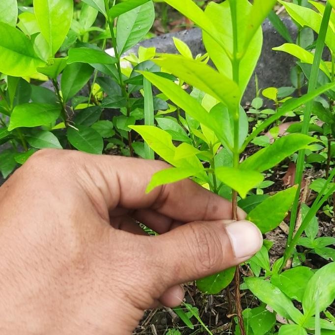 

Terlaris Bibit Tanaman Daun Salam.