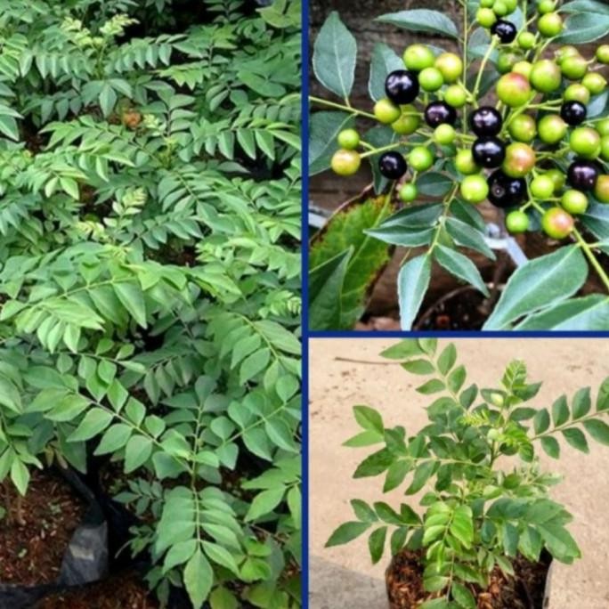 

Terlaris Bibit Salam Koja Pohon Kari Daun