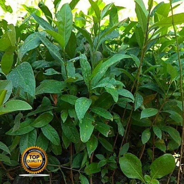 

Terlaris Bibit Daun Salam