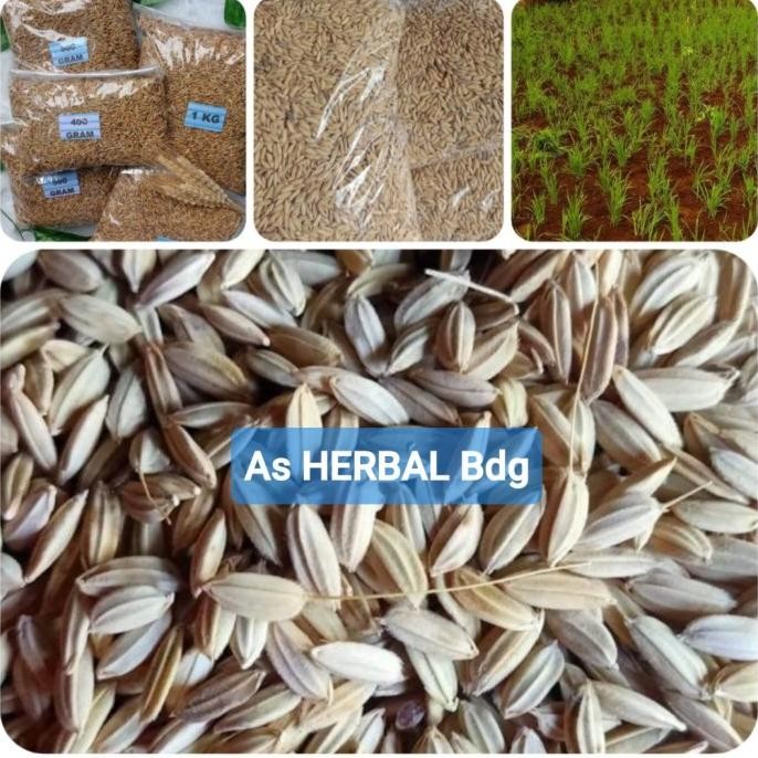 

Terlaris Benih Padi Huma Lokal Unggul 250 Gram