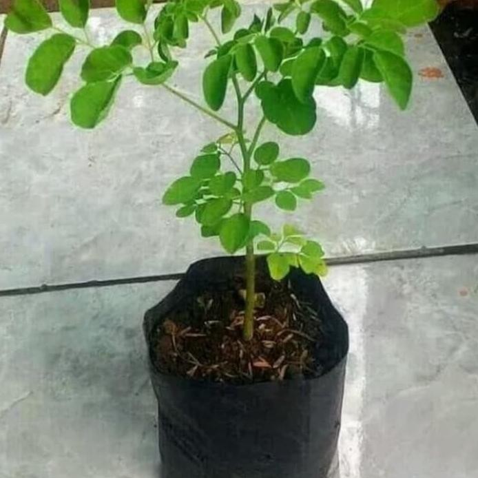 

Terlaris Pohon Kelor - Bibit Pohon Kelor - Tanaman Herbal Pohon Daun