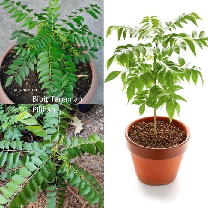 

Terlaris Bibit Tanaman Daun Kare Kari Salam Koja Curry Rempah Bumbu Masakan Koro Keling