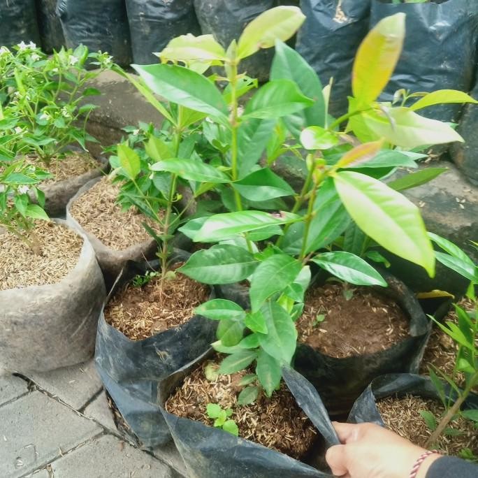 

Terlaris Pohon Bibit Daun Salam Ukuran 40 Cm