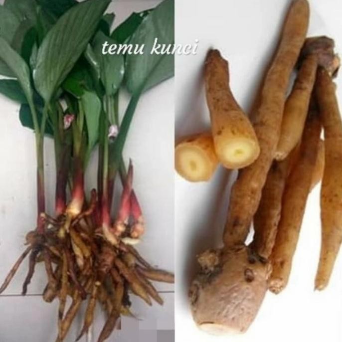 

Terlaris Bibit Temu Kunci Herbal