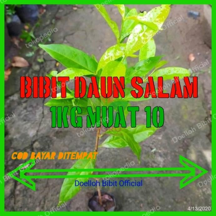 

Terlaris Bibit Daun Salam Masak Termurah
