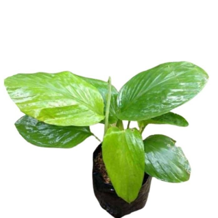 

Terlaris Readyy Bibit Temu Kunci Kunyit Temu Kunci Obat Herbal