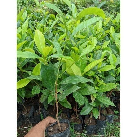 

Terlaris Bibit Daun Salam Buat Masak