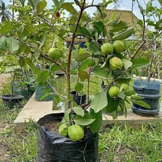 

Terlaris Bibit Tanaman Jambu Kristal Sudah Berbuah Terlaris
