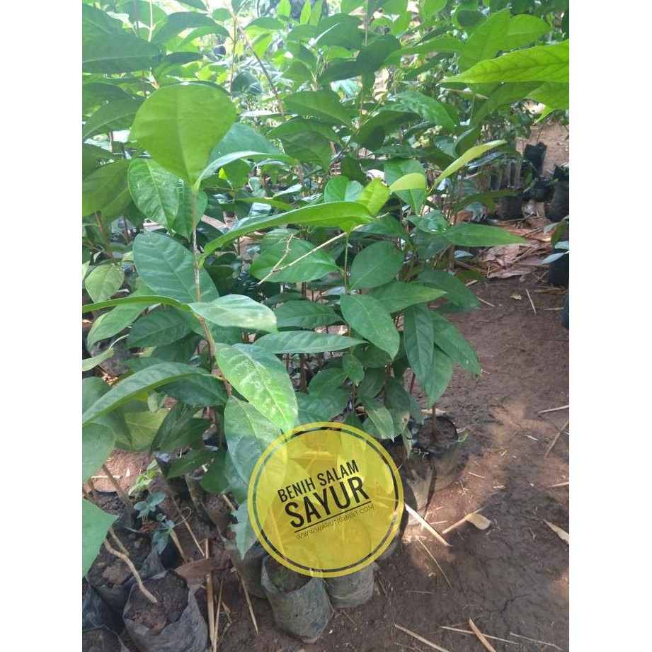 

Terlaris Bibit Daun Salam Sayur Murah Meriah