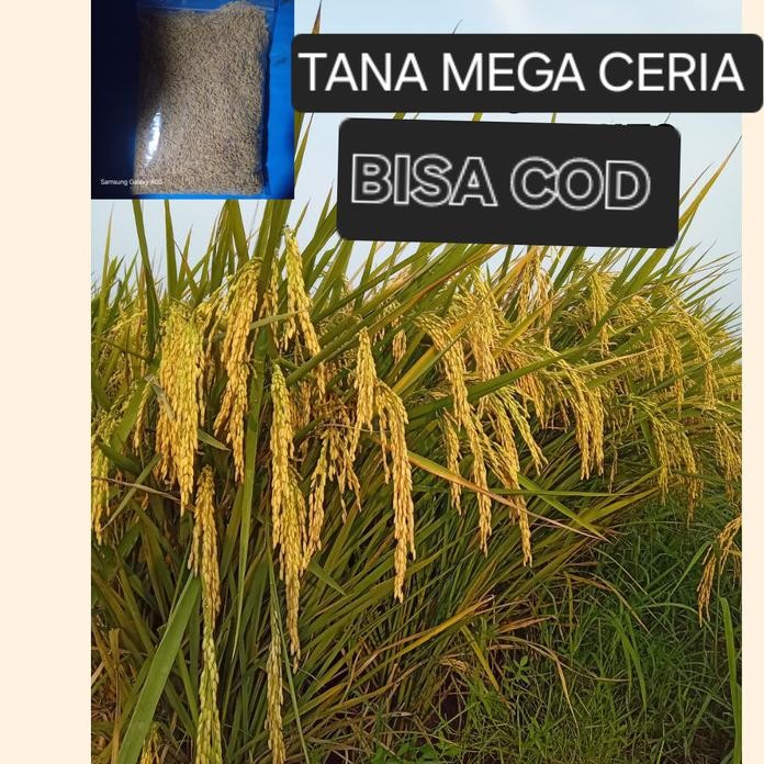 

Terlaris Benih Bibit Padi Cakrabuana 04 1Kg