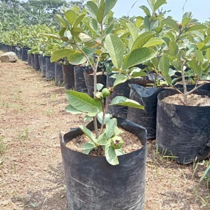 Terlaris Bibit Jambu Siumik Pala Berbuah