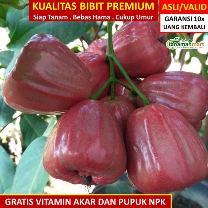 

Terlaris Bibit Tanaman Buah Jambu Air Dalhari Unggul, Murah, Bergaransi