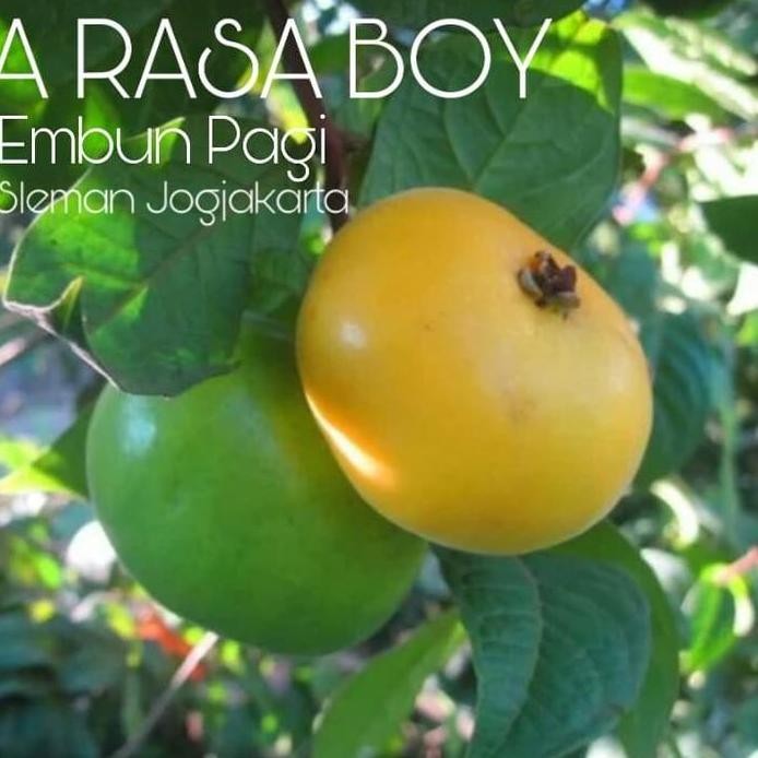 

Terlaris Bibit Buah Jambu Arasa Boy Langka Asli Cangkok Cepat Berbuah