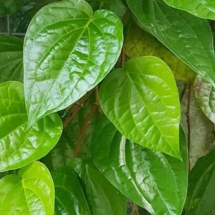 

Terlaris Tanaman Hias Sirih Hijau - Pohon Sirih - Tanaman Rambat - Pohon Herbal