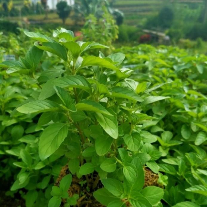 

Terlaris Tanaman Herbal Daun Mentol/Pepermint