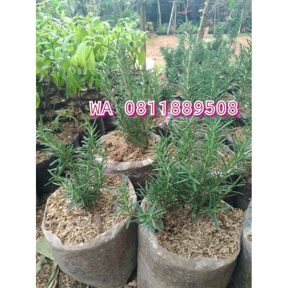 

Terlaris Tanaman Rosemary Anti Nyamuk Pengusir Nyamuk Herbal Bumbu