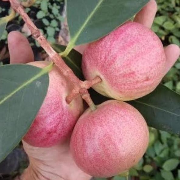 

Terlaris Bibit Tanaman Jambu Air Mawar Okulasi Cepat Berbunga Dan Berbuah