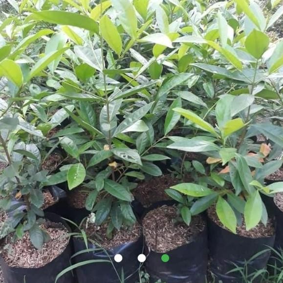 

Terlaris Bibit Daun Salam,Buat Bumbu