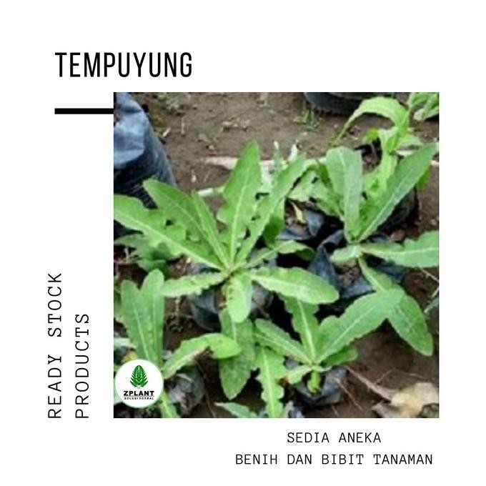 

Terlaris Bibit Tanaman Tempuyung - Pohon Daun Herbal