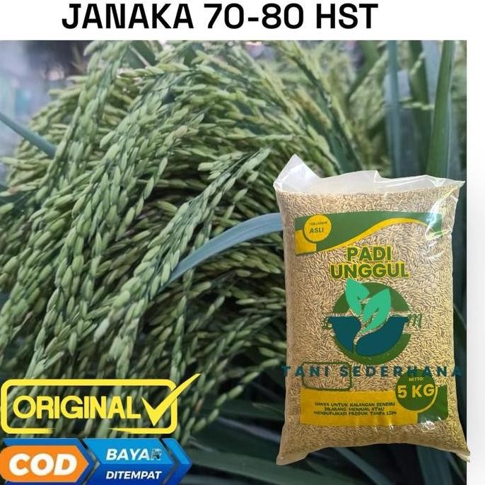 

Terlaris Benih Padi Janaka Kualitas Unggul Umur Genjah 5 Kg