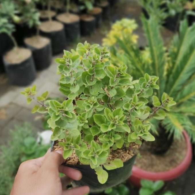 

Terlaris Tanaman Rempah/Herbal Greek Oregano / Oregano Import Herbal